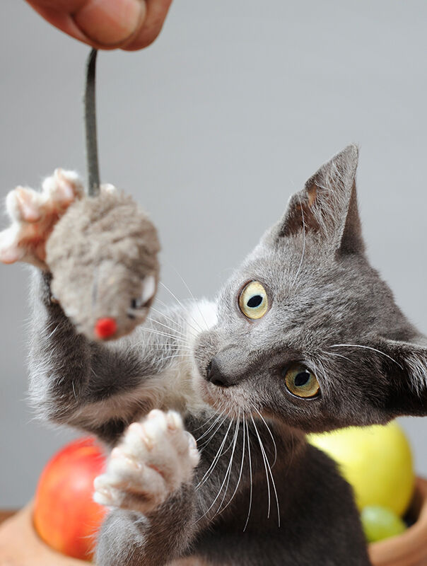 cat playing with cat toy